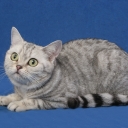 American Short-haired Cat